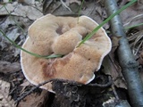 Hydnellum spongiosipes image