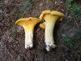 Cantharellus flavus image