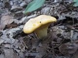 Cantharellus flavus image