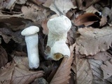 Hypomyces chlorinigenus image