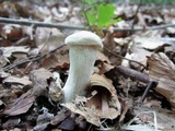 Hypomyces chlorinigenus image