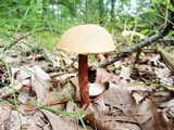 Aureoboletus russellii image