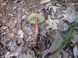 Aureoboletus russellii image
