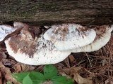 Postia fragilis image