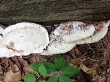 Postia fragilis image