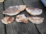 Postia fragilis image