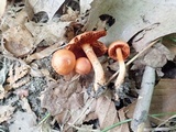 Cortinarius hesleri image
