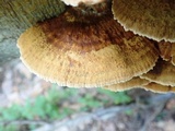 Inocutis rheades image