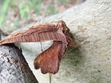 Inocutis rheades image