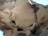 Inocutis rheades image