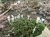 Ramariopsis kunzei image