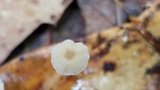Mycena guzmanii image