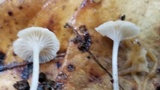 Mycena guzmanii image