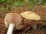 Entoloma bicolor image