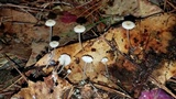 Mycena guzmanii image
