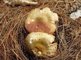 Entoloma bicolor image