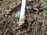 Amanita sect. Vaginatae image