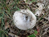 Amanita sect. Vaginatae image