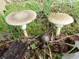 Amanita flavorubens image