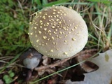 Amanita flavorubens image