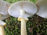 Amanita flavorubens image