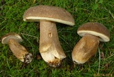 Polyporus leptocephalus image