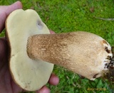 Polyporus leptocephalus image