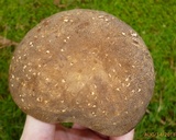 Polyporus leptocephalus image