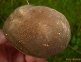 Polyporus leptocephalus image