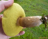 Polyporus leptocephalus image