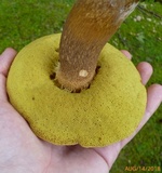 Polyporus leptocephalus image