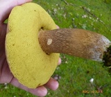 Polyporus leptocephalus image