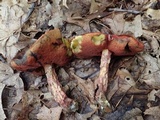 Butyriboletus frostii image