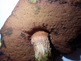 Butyriboletus frostii image
