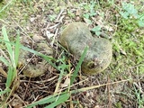 Lactarius atroviridis image