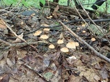 Marasmius siccus image