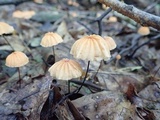 Marasmius siccus image