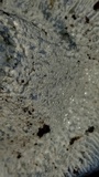 Hypomyces lateritius image
