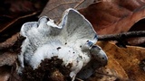 Hypomyces lateritius image