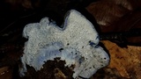 Hypomyces lateritius image