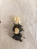 Sebacina schweinitzii image