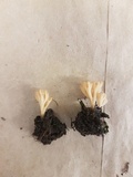 Sebacina schweinitzii image