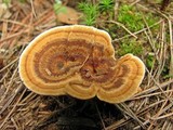 Coltricia perennis image