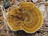 Coltricia perennis image
