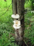 Pleurotus dryinus image