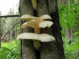 Pleurotus dryinus image