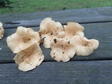 Lactarius psammicola image