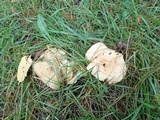 Lactarius psammicola f. glaber image