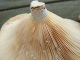 Lactarius psammicola image