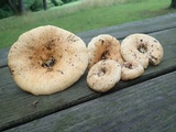 Lactarius psammicola image
